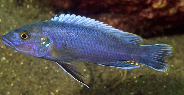Melanochromis mpoto 'Chitande Island'